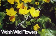 Welsh Wild Flowers by PERRY, A. R.